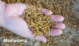 Mealworms Near Me
